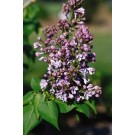 Lilac, Wonderblue