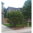 photo ©ArborTanics Inc.