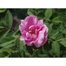 Thérèse Bugnet Rose...©photo ArborTanics Inc