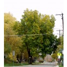 Valley Forge American Elm ©photo ArborTanics Inc.