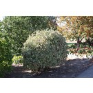 Variegated Redtwig Dogwood ©photo ArborTanics Inc.