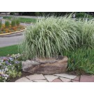 Variegated Japanese Silver Grass...©photo ArborTanics Inc.