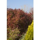 Photo Courtesy of Bailey Nurseries Inc.