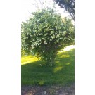 Snowball Bush Viburnum...©photo ArborTanics Inc.