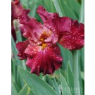 Image courtesy Holland Bulb Farms