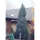 Welch Upright Juniper ©photo ArborTanics Inc.