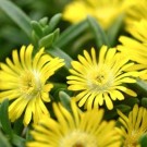 Image Courtesy Concept Plants