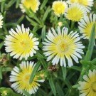Image Courtesy Concept Plants