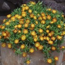 Image Courtesy Concept Plants
