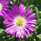 Image Courtesy Concept Plants