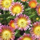 Image Courtesy Concept Plants