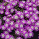 Image Courtesy Concept Plants