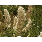 White Profusion Butterfly Bush...©photo ArborTanics Inc.