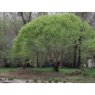 GLOBE NAVAJO WILLOW  ©photo by ArborTanics inc.