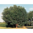 Photo Courtesy of USDA-NRCS PLANTS Database / Herman, D.E. et al. 1996