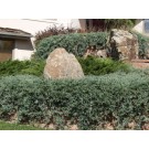 Wilton Juniper-trailing over wall...©photo ArborTanics Inc.