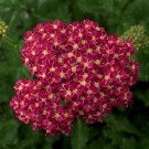 Photo Courtesy of Ball Horticultural Company