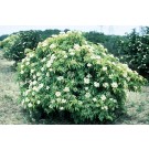 Elder, York American 