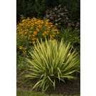 Photo Courtesy of Ball Horticultural Company