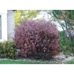 Bailey Redtwig Dogwood-fall...©photo ArborTanics Inc.