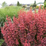 Photo Courtesy of Greenleaf Nursery Company