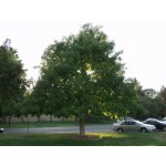 OHIO BUCKEYE -Summer ©photo by ArborTanics inc.