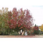 Canada Red Cherry-Clump...fall...©photo ArborTanics Inc.