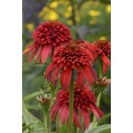 Photo Courtesy of Ball Horticultural Company