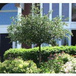 Cockspur Thornless Hawthorne -Summer ©photo ArborTanics Inc.