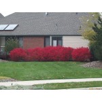 Compact Burning Bush ©photo David Spahn