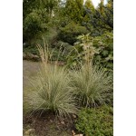 Photo Courtesy of Walter's Gardens, Inc.