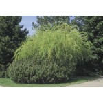 Fernleaf Pea Shrub