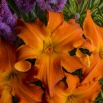 Photo Courtesy of Walter's Gardens, Inc.