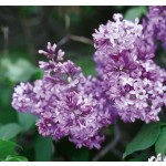 Photo Courtesy of Bailey Nurseries Inc.