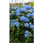 Photo Courtesy of Bailey Nurseries Inc.