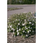 Photo Courtesy of Bailey Nurseries inc.