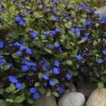 Photo Courtesy of Walter's Gardens, Inc.