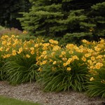 Photo Courtesy of Walter's Gardens, Inc.