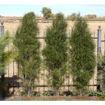 Fine Line® Buckthorn ©photo ArborTanics Inc.
