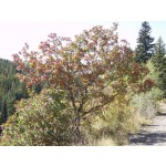 Natural setting Colorado mountains 8500' elevation ©photo ArborTanics Inc.