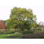 SKYLINE HONEYLOCUST ©photo by ArborTanics inc.