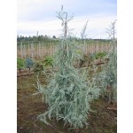Photo Courtesy of Russell's Nursery, Inc. 