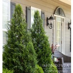 Photo Courtesy of Monrovia