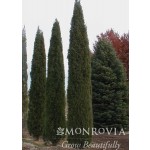 Photo Courtesy of Monrovia