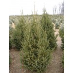 Monrose Spire White Spruce...©photo