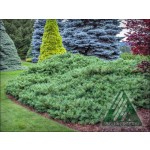 Photo Courtesy of Iseli Nursery