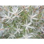 Hikul Dwarf Sea Buckthorn© photo ArborTanics Inc