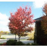 AUTUMN BRILLIANCE SERVICEBERRY ©photo by ArborTanics inc.