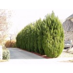 Spartan Juniper ©photo ArborTanics Inc.