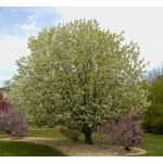 SPRING SNOW CRABAPPLE ©photo ArborTanics Inc.